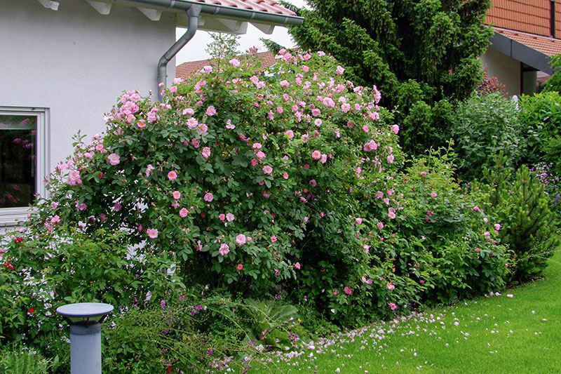 Gartenpflege - Gehölzschnitt