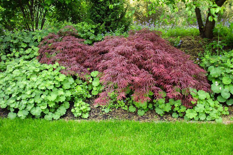 Gartenpflege - Schlitzahorn, Staudenbeet Waldrand