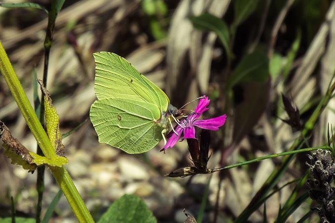 Zitronenfalter, Garten und Landschaftsbau - Seelig